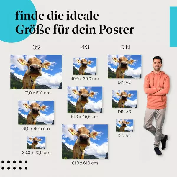 Neugierige Kuh | Postereck 2365 Neugierige Kuh | Postereck 2365