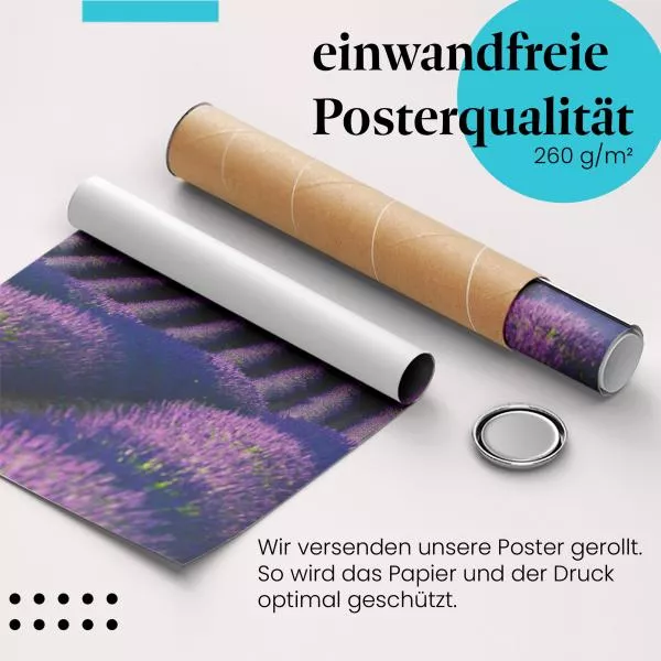 Lavendelfeld | Postereck 3678 Lavendelfeld | Postereck 3678