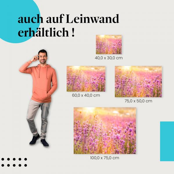 Lavendelfeld: Leinwandbild. Violette Blüten, Sonnenuntergang, goldener Himmel.