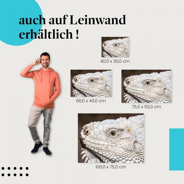 Leguan: Leinwandbild. Nahaufnahme.