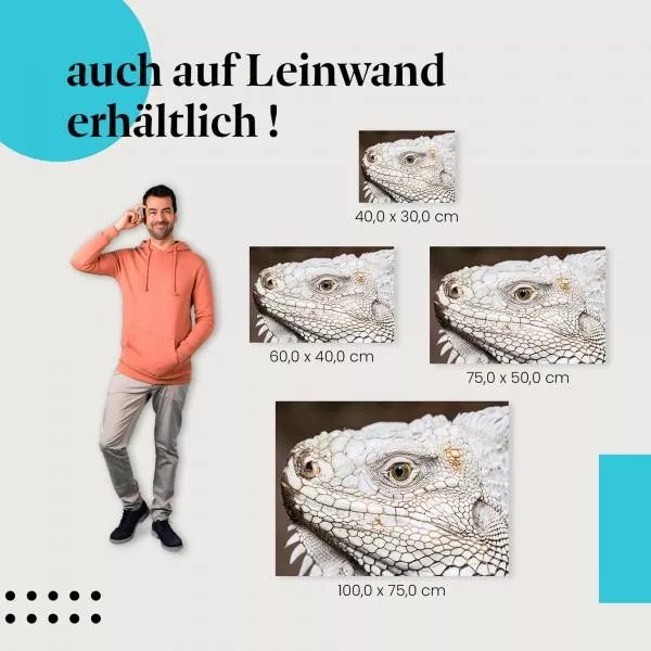 Leguan | Postereck 3924 Leguan | Postereck 3924