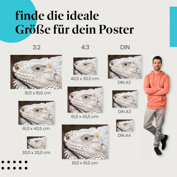 Leguan, Poster: Nahaufnahme, Haut, Auge, Stacheln.
