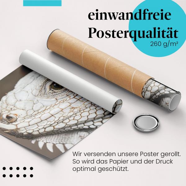Gerolltes Poster "Leguan" - Tierfotografie, sicher verpackt.