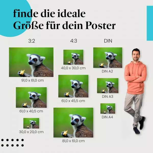 Lemur | Postereck 3884 Lemur | Postereck 3884