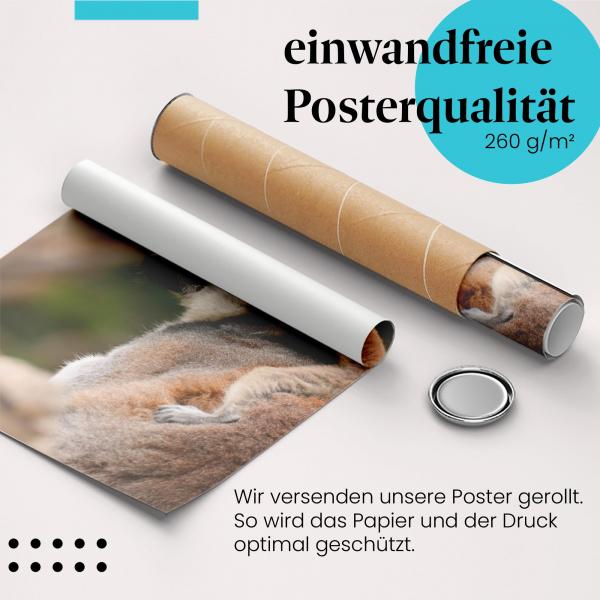 Gerolltes Poster "Lemuren". Tierische Zuneigung, sicher verpackt.