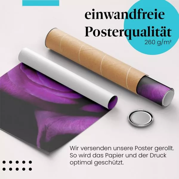Geheimnisvolle Eleganz: Lila Rose | Postereck 0023 Geheimnisvolle Eleganz: Lila Rose | Postereck 0023