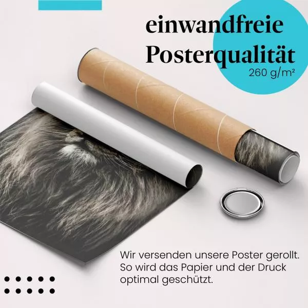 Löwe in Schwarz-Weiß | Postereck 2502 Löwe in Schwarz-Weiß | Postereck 2502