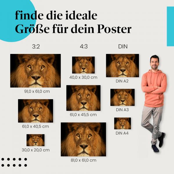Wähle die ideale Postergröße: Ein Löwe mit intensivem Blick vor schwarzem Hintergrund - der König der Tiere in seiner ganzen Pracht.