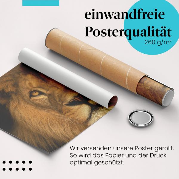 Gerolltes Poster "Löwenblick". Der König der Tiere, sicher verpackt.
