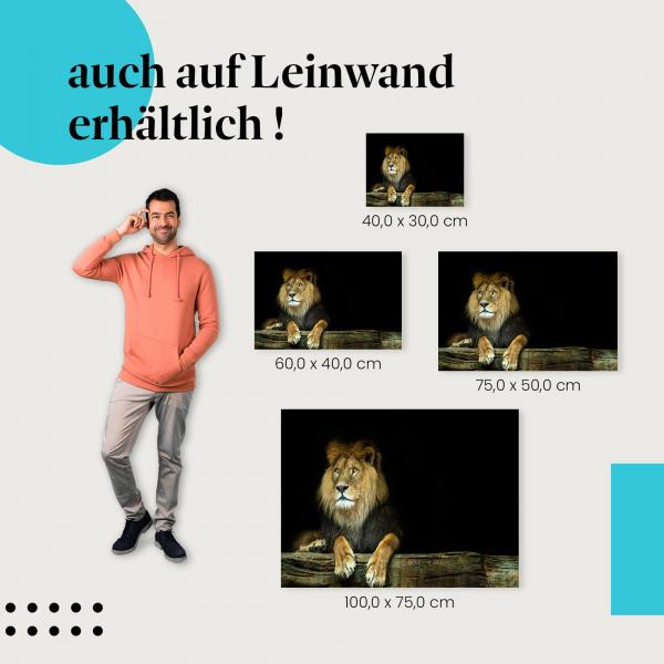 Löwe: Leinwandbild. Ruhe, Schatten, aufmerksamer Blick.