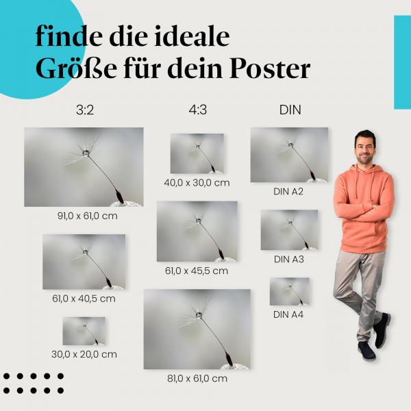 "Wassertropfen auf Löwenzahnsamen": Poster - Makroaufnahme & Detail