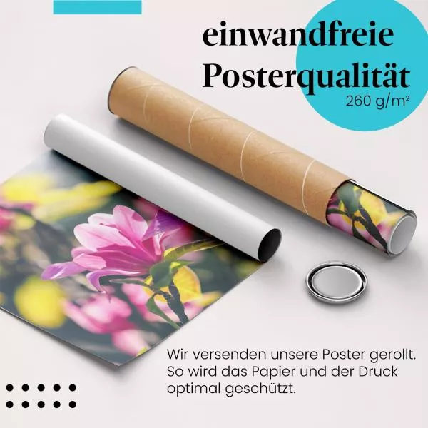 Magnolienblüte | Postereck 3837 Magnolienblüte | Postereck 3837