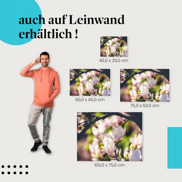Magnolien: Leinwandbild. Weiß, Abendsonne, Gegenlicht.