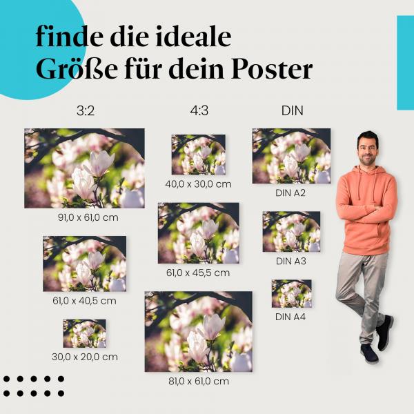 Magnolien, Poster: Weiß, Abendsonne, Gegenlicht.