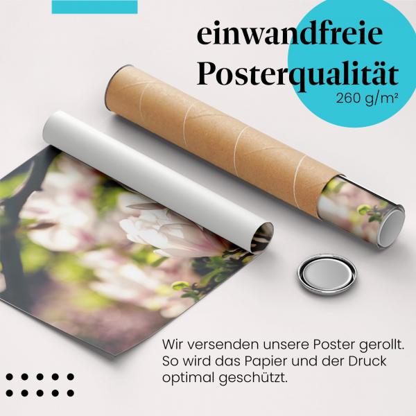 Gerolltes Poster "Magnolien". Blumen & Stimmung, sicher verpackt.