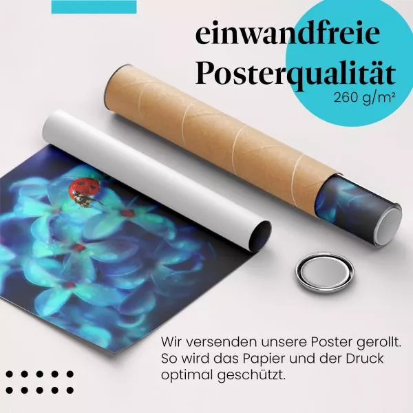 Marienkäfer auf Blüte | Postereck 3201 Marienkäfer auf Blüte | Postereck 3201