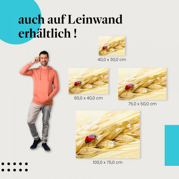 Marienkäfer: Leinwandbild. Getreideähre, Sommer.