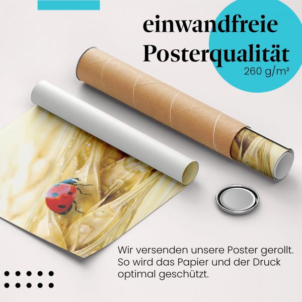 Gerolltes Poster "Marienkäfer & Getreide" - Sommerliche Natur, sicher verpackt.