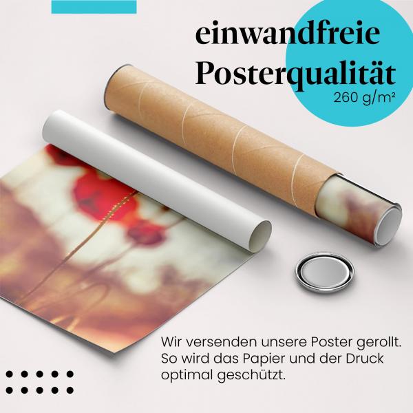 "Mohnblumen": Gerolltes Poster, rot, Sonnenuntergang.