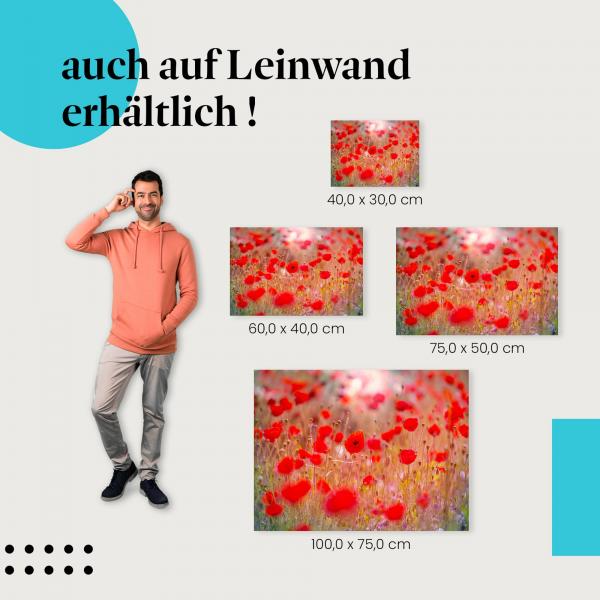 Mohnblumen: Leinwandbild. Rot, Abendsonne, wähle deine Größe.