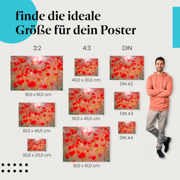 Mohnblumen, Poster: Rot, Feld, Abendsonne.