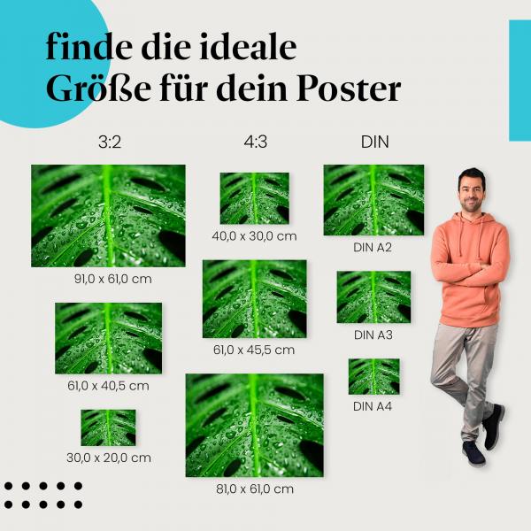 Finde die ideale Postergröße: Monstera-Blatt, Wassertropfen, grün, erfrischend.