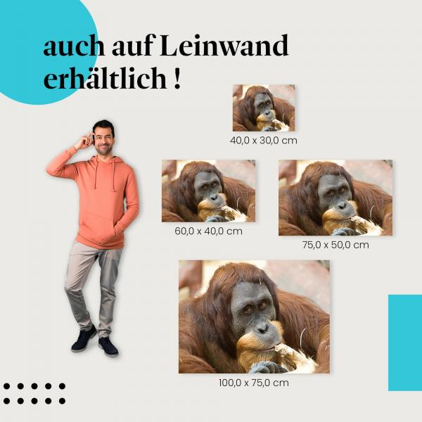 "Orang-Utan kaut an einem Stock" Leinwandbild. Finde die ideale Größe für dein Zuhause & setze Akzente mit Kunst!