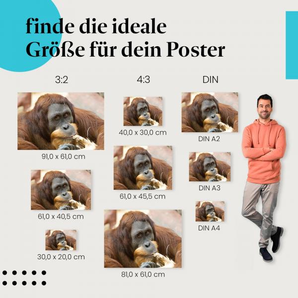 Orang-Utan Poster: Faszinierende Tierwelt - jetzt Postergröße wählen!