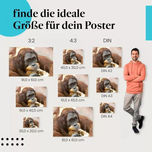 Orang-Utan: Nachdenklicher Blick | Postereck 0706 Orang-Utan: Nachdenklicher Blick | Postereck 0706