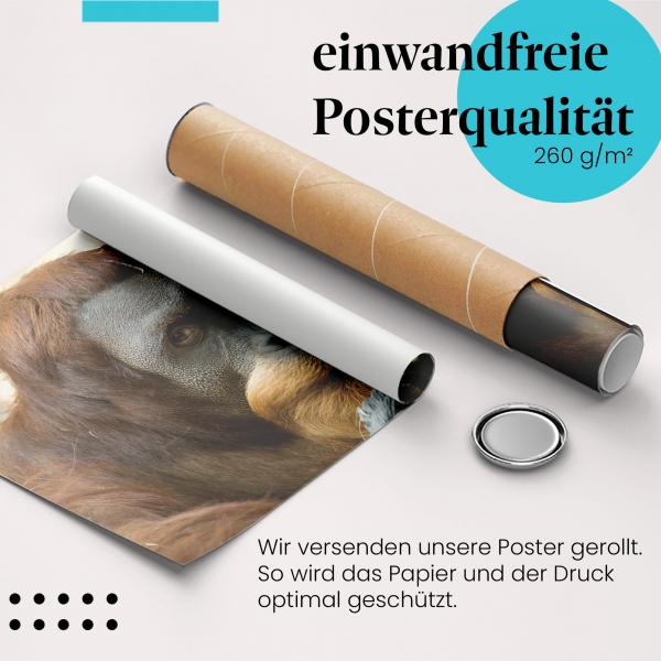 "Orang-Utan": Gerolltes Poster, nachdenklich, Stock.
