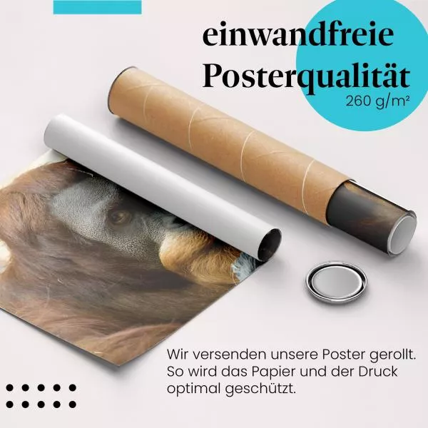 Orang-Utan: Nachdenklicher Blick | Postereck 0706 Orang-Utan: Nachdenklicher Blick | Postereck 0706