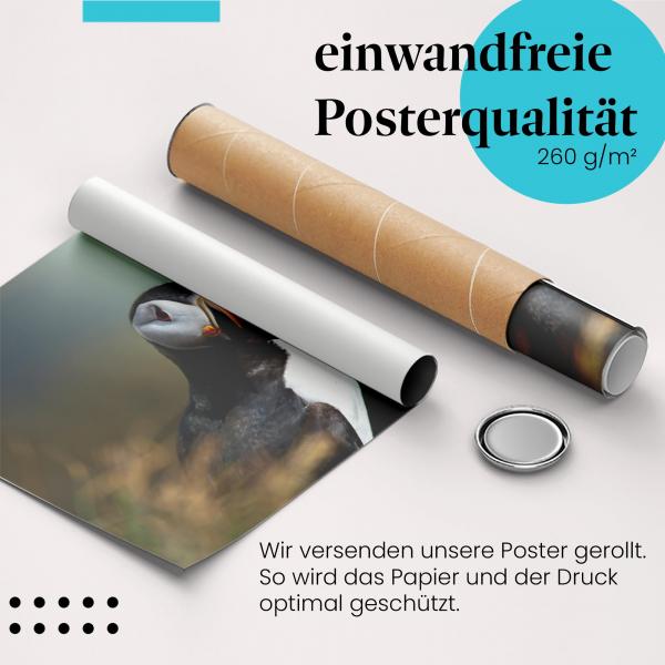 "Papageientaucher": Gerolltes Poster, majestätisch.