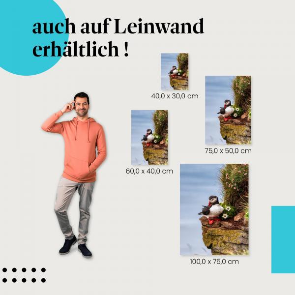 Papageientaucher: Leinwandbild. Klippe, Blüten.