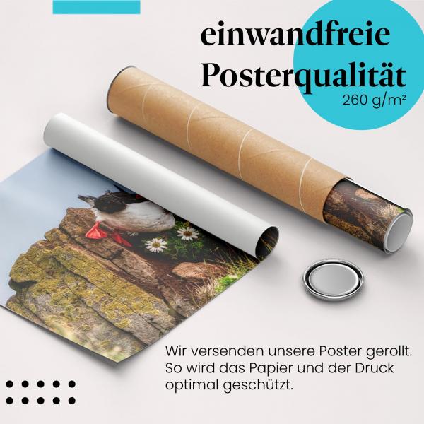 Gerolltes Poster "Papageientaucher" - Island, sicher verpackt.