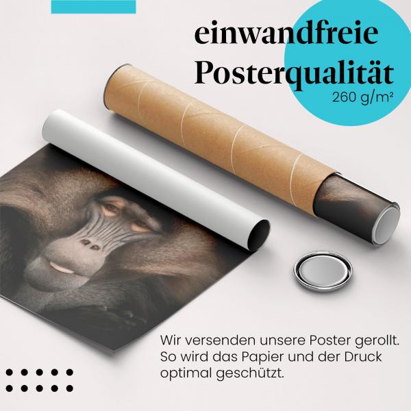 Gerolltes Poster "Pavian". Tierportrait, sicher verpackt.