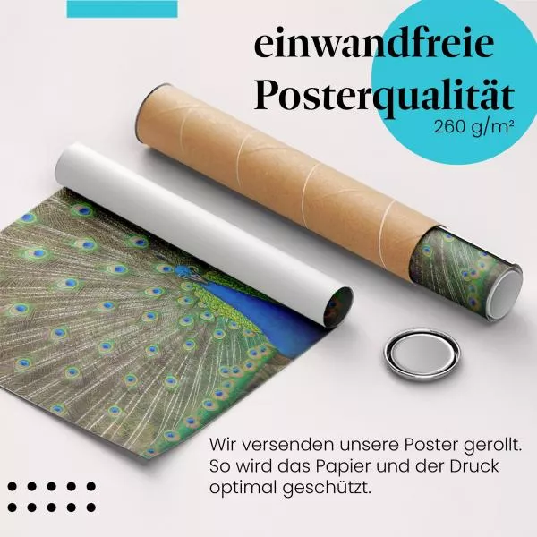Prachtvoller Pfau | Postereck 3264 Prachtvoller Pfau | Postereck 3264