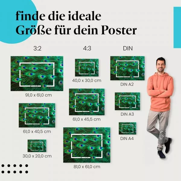 Pfauenfedern | Postereck 3845 Pfauenfedern | Postereck 3845