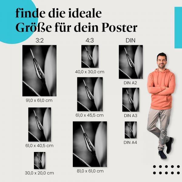 Wähle die ideale Postergröße: Abstrakte Nahaufnahme einer Pflanze in Schwarzweiß.