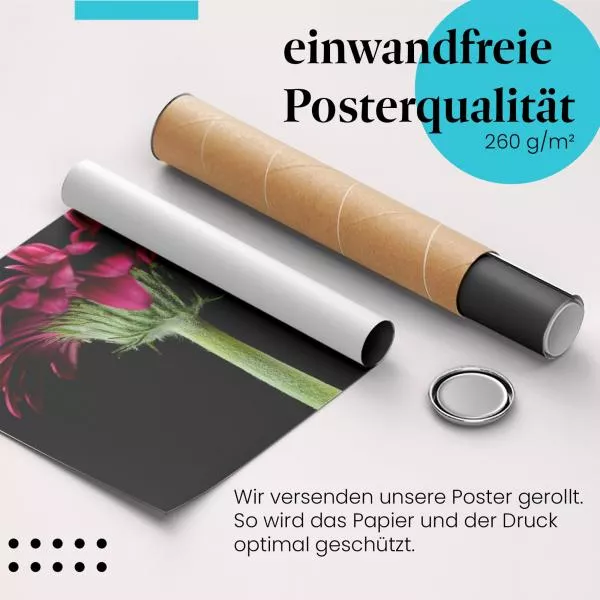 Pinke Gerbera | Postereck 3000 Pinke Gerbera | Postereck 3000
