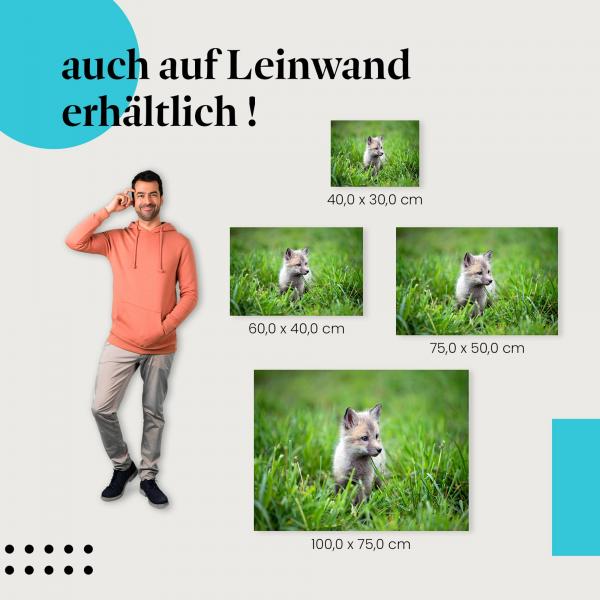 Polarfuchs: Leinwandbild. Welpe, grau.