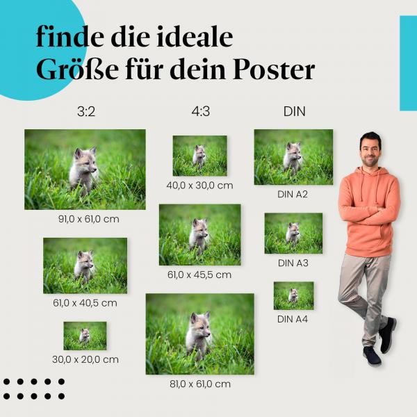 Polarfuchs, Poster: Welpe, grau, Wiese.