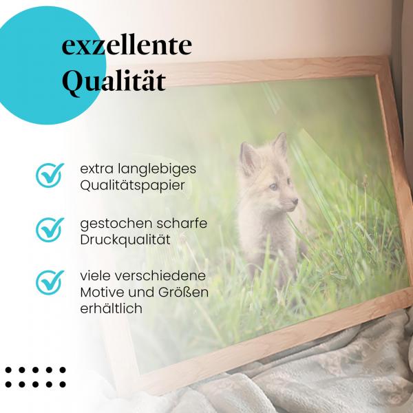 Gerahmtes Bild "Polarfuchs". Welpe, graues Fell, Wiese, niedlich.