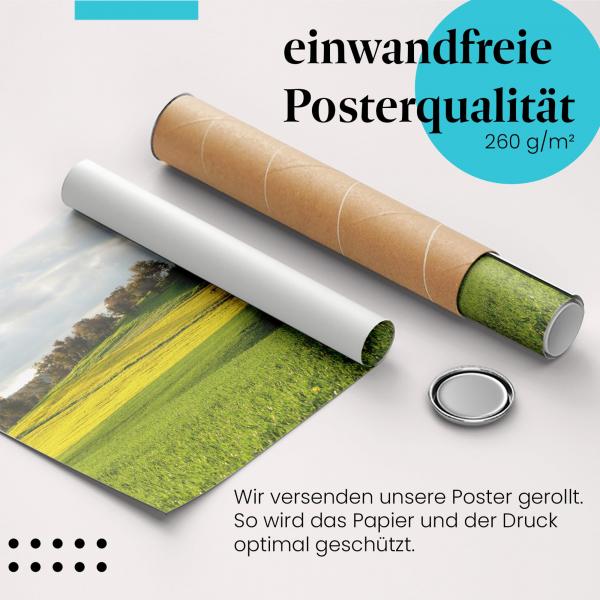 Gerolltes Poster "Rapsfeld". Natur & Landschaft, sicher verpackt.