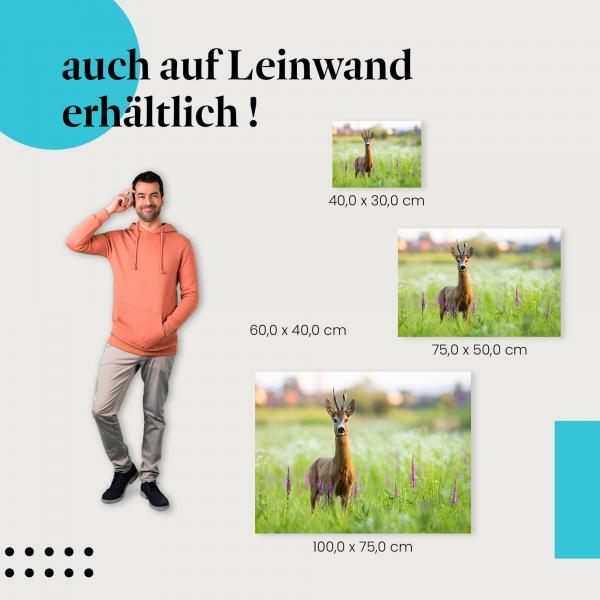 Reh: Leinwandbild. Wiese, Blumen, Sonnenuntergang.