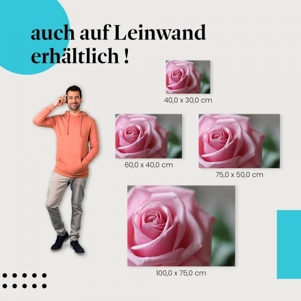 "Rosafarbene Rose" Leinwandbild. Finde die ideale Größe für dein Zuhause & setze Akzente mit Kunst!