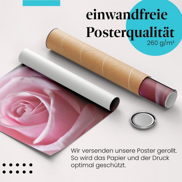 Gerolltes Poster "Rosa Rose", Makroaufnahme, Schönheit.