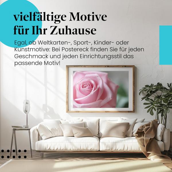 Stylisches Leinwandbild: Zarte Schönheit: Makroaufnahme einer rosafarbenen Rose.