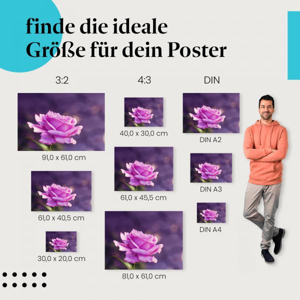 Rose, Poster: Lila, unscharfer Hintergrund, Blüte.