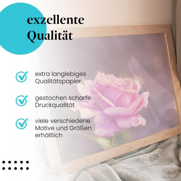 Gerahmtes Bild "Lila Rose". Nahaufnahme, unscharfer Hintergrund, elegant.