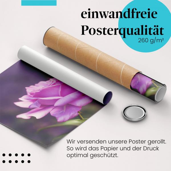 Gerolltes Poster "Lila Rose" - Schönheit & Eleganz, sicher verpackt.